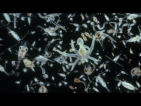 The Pivotal Role of Plankton: Sustaining Life, Regulating Climate, and Nurturing Biodiversity